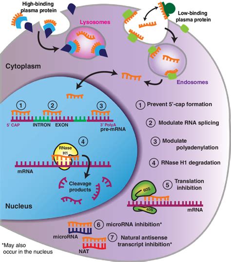 Antisense oligonucleotide (ASO) mechanisms of action. ASOs have been... | Download Scientific ...