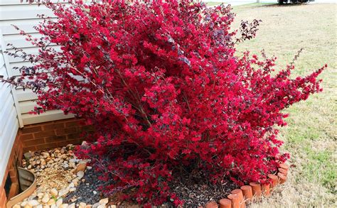 Loropetalum- Red Diamond. Highly recommended. So bright and beautiful. : r/plants