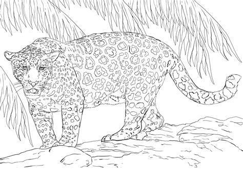 Jaguar Coloring Pages One Downloadable | Educative Printable