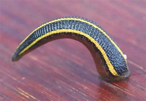 European Medicinal Leech | The Animal Facts | Appearance, Diet, Habitat