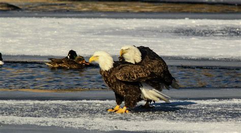 Bald Eagles Mating Photograph by Sharon Olk - Fine Art America