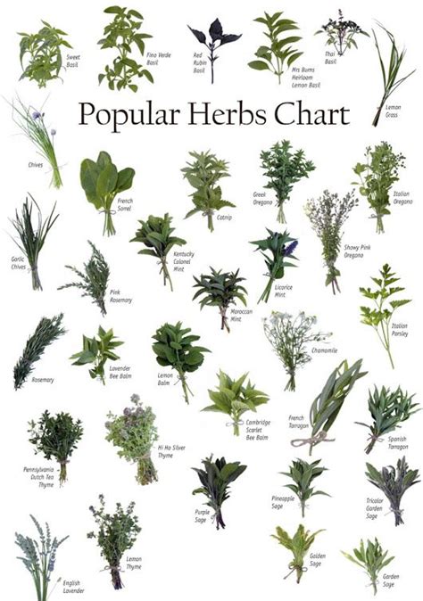 Sign in | Planting herbs, Types of herbs, Healing herbs