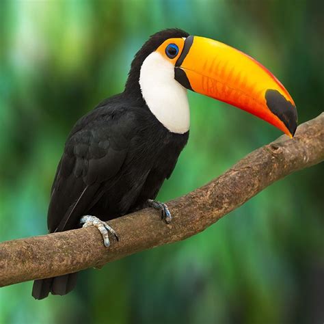 Die 24 schönsten Tiere der Welt | Regenwald tiere, Tiere, Tropischer regenwald tiere