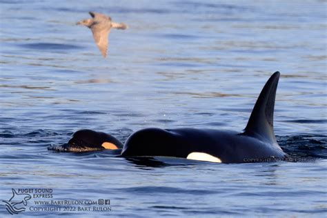 New Orca Calf in T37 Pod! | Puget Sound Express