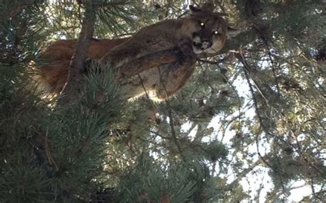 Wyoming Mountain Lion Hunting | Best of the West Outfitters