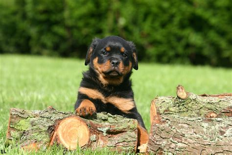 Animaux Rottweiler HD Fond D'écran