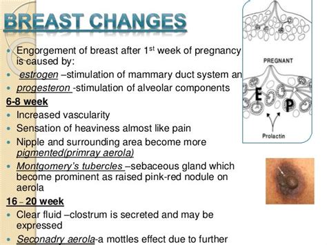 Ppt pregnancy