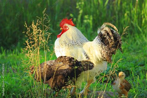 Rooster, hen and chick Stock Photo | Adobe Stock