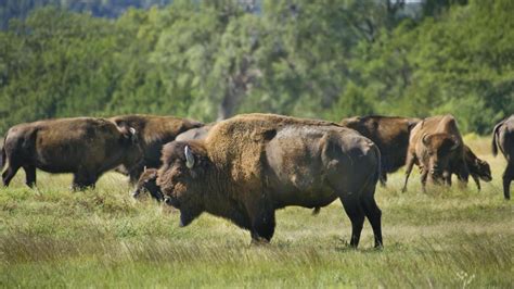 Fort Niobrara National Wildlife Refuge (Valentine) | VisitNebraska.com