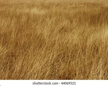 179,836 imágenes de Savannah grasses - Imágenes, fotos y vectores de ...