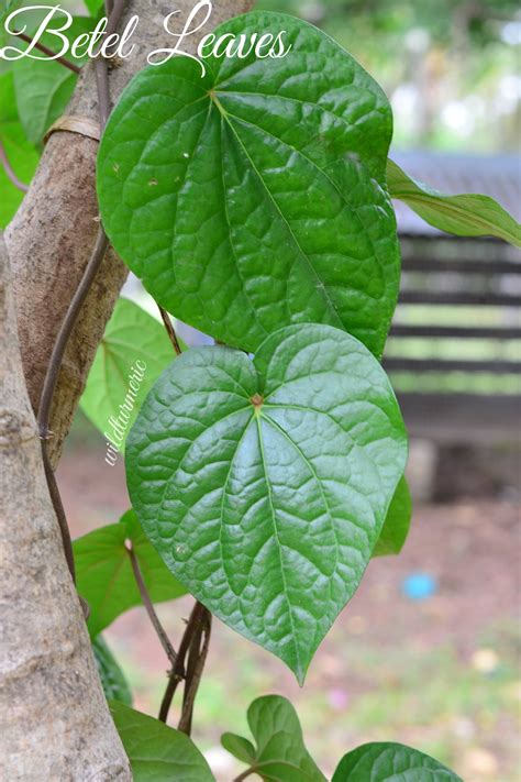 5 Best Health Benefits & Uses of Betel Leaf | Paan Leaf | Piper Betle ...