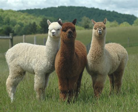 Alpaca Gallery | atlanticbreezealpacas.com