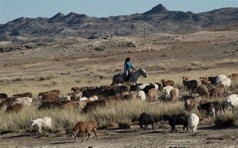 China Fences In Its Nomads, and an Ancient Life Withers - The New York Times