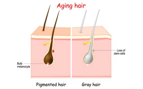 Why Does Hair Turn White : Why Our Hair Turn White Siowfa15 Science In ...