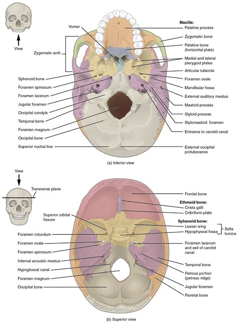 The Skull · Anatomy and Physiology