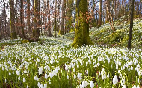 Crocus Macro Snowdrop Blurring iPhone Wallpaper Download | Bloemen