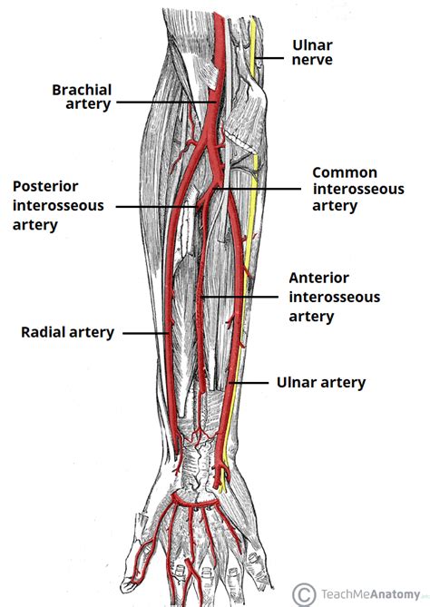 Arteries Diagram Arm - Wiring And Diagram: Diagram Of Veins And ...