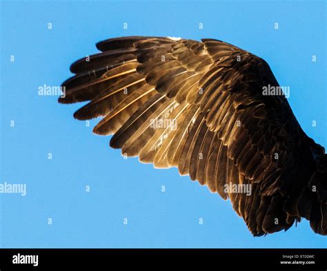 Close-up of Osprey wing & feathers, Pandion haliaetus, sea hawk, fish ...