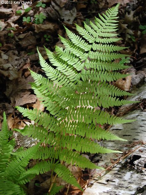 Athyrium Filix-femina (Lady Fern): Minnesota Wildflowers