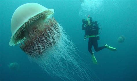 I see your Big-Fin squid and raise you a Lion’s Mane jellyfish. (Educational gif for size ...