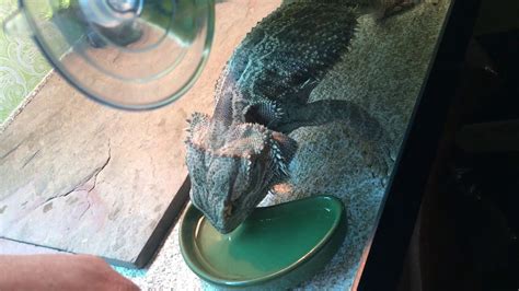 Teaching Bearded Dragon to Drink from Water Bowl - YouTube