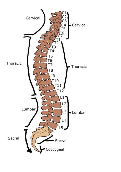 human vertebral column (lateral view). | Bio sciences, Column design, Human