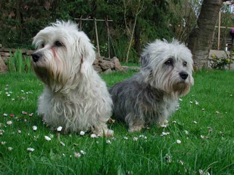 Cesky Terrier - Puppies, Rescue, Pictures, Information, Temperament, Characteristics | Animals ...