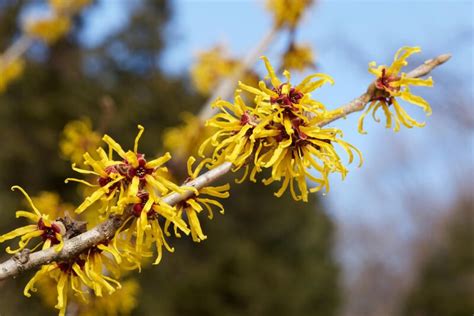 Planting Guide: Witch Hazel Plant Care | ShrubHub