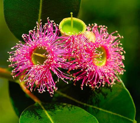 Flower Homes: World's Beautiful Rare Flowers 3