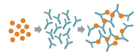 Antigen vs. Antibody | Biology Dictionary