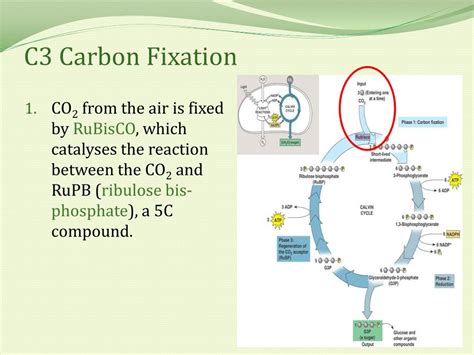 Where Does Carbon Fixation Occur In A Cell