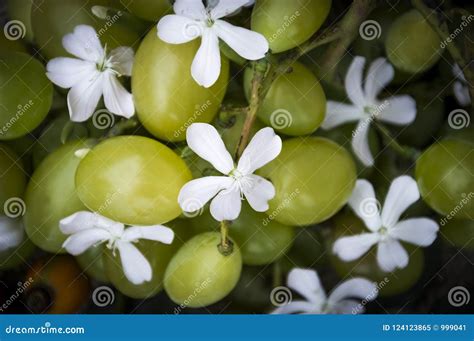 Grapes with Flowers Close Up Photo Stock Image - Image of nature, plant: 124123865