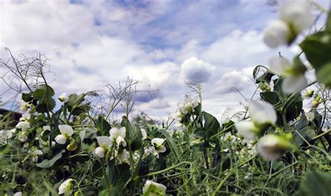 Green Manure, Legumes, & Crop Rotations: Sustainable Insights