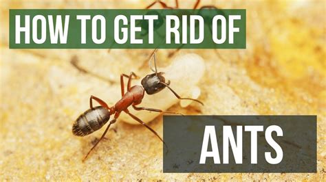 Ant Control: How To Get Rid of Ants | DIY Ant Treatment Guide