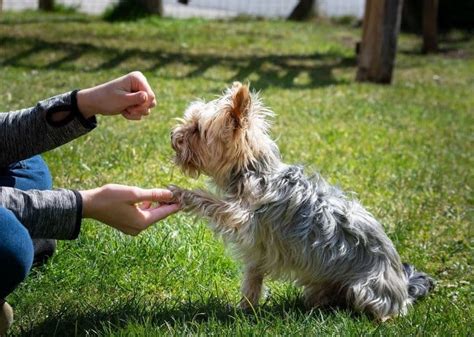 7 Small Dog Training Tips By A Professional