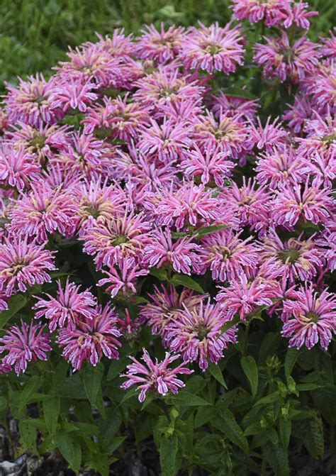 'Leading Lady Pink' - Bee Balm - Monarda hybrid | Proven Winners