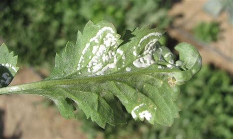 White Rust Disease – Controlling White Rust Fungus In The Garden ...