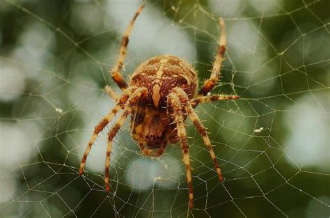 Free stock photo of cobweb, insect, spider