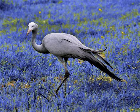 Elegance - The Blue Crane by Johanna Hedderwick on 500px (With images ...