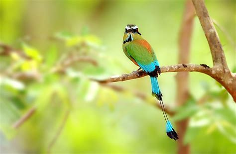 What Animals Live In Nicaragua? - WorldAtlas.com