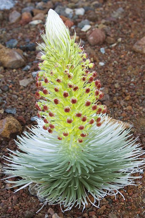 Silversword Plant by Ron Dahlquist - Printscapes