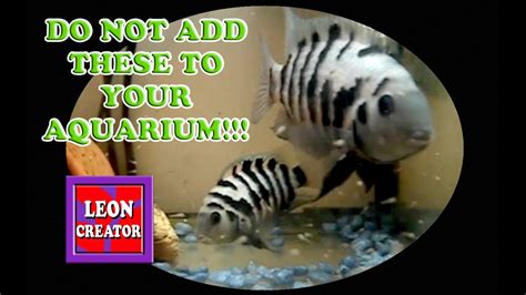 Convict Cichlid BREEDING Do NOT Add to Community Aquarium!!! - with ...