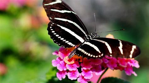 8 rare butterflies and how to support their conservation