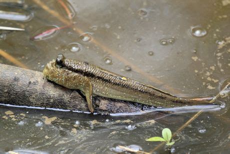 3 Atlantic mudskipper Stock Pictures, Editorial Images and Stock Photos ...