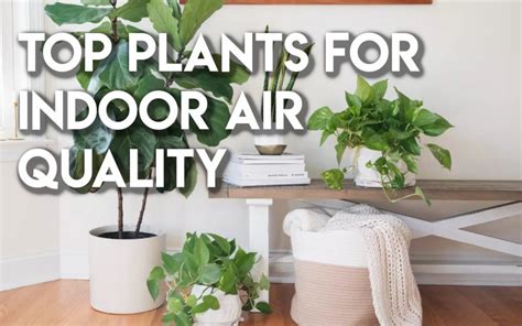 Top Plants for Indoor Air Quality - Anlon Construction