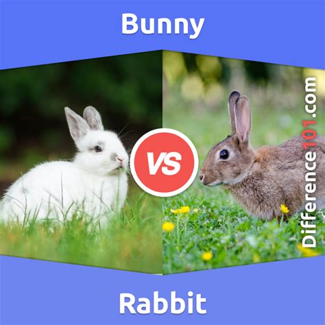 Bunny vs. Rabbit: 5 Key Differences, Pros & Cons, Similarities | Difference 101