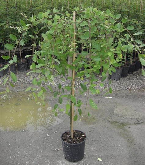 Buy Dwarf Weeping Willow Tree online from UK supplier of garden ...