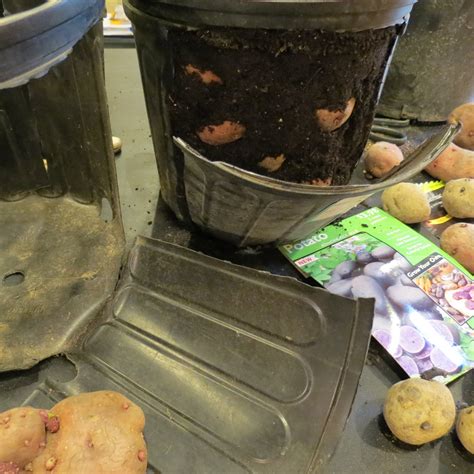 How to Make a Recycled Potato Bucket: Harvest Your Potatoes Anytime ...