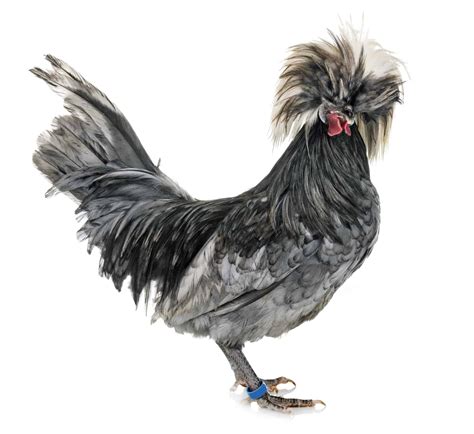 Polish Chicken: A Complete Guide To The Tophat Chicken » Heritage Acres Market LLC