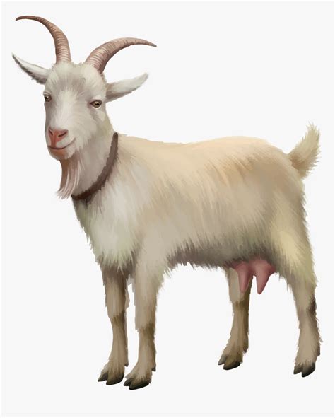 Rove Goat Sheep Stock Photography Stock Illustration - Goat Standing ...